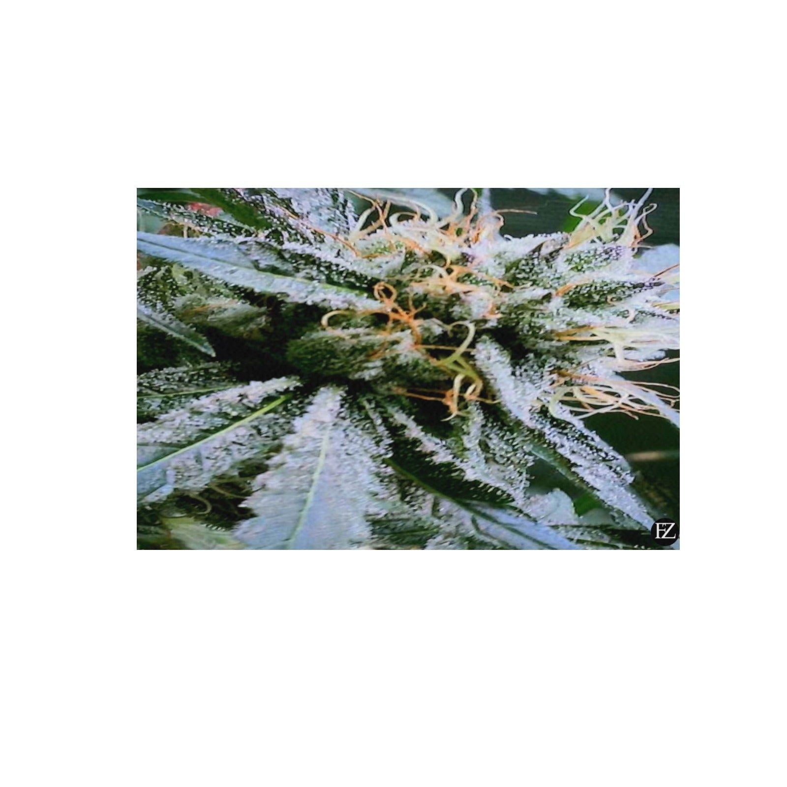 fz weed two portrait upgraded frame canvas print 48"x32"(made in queen)