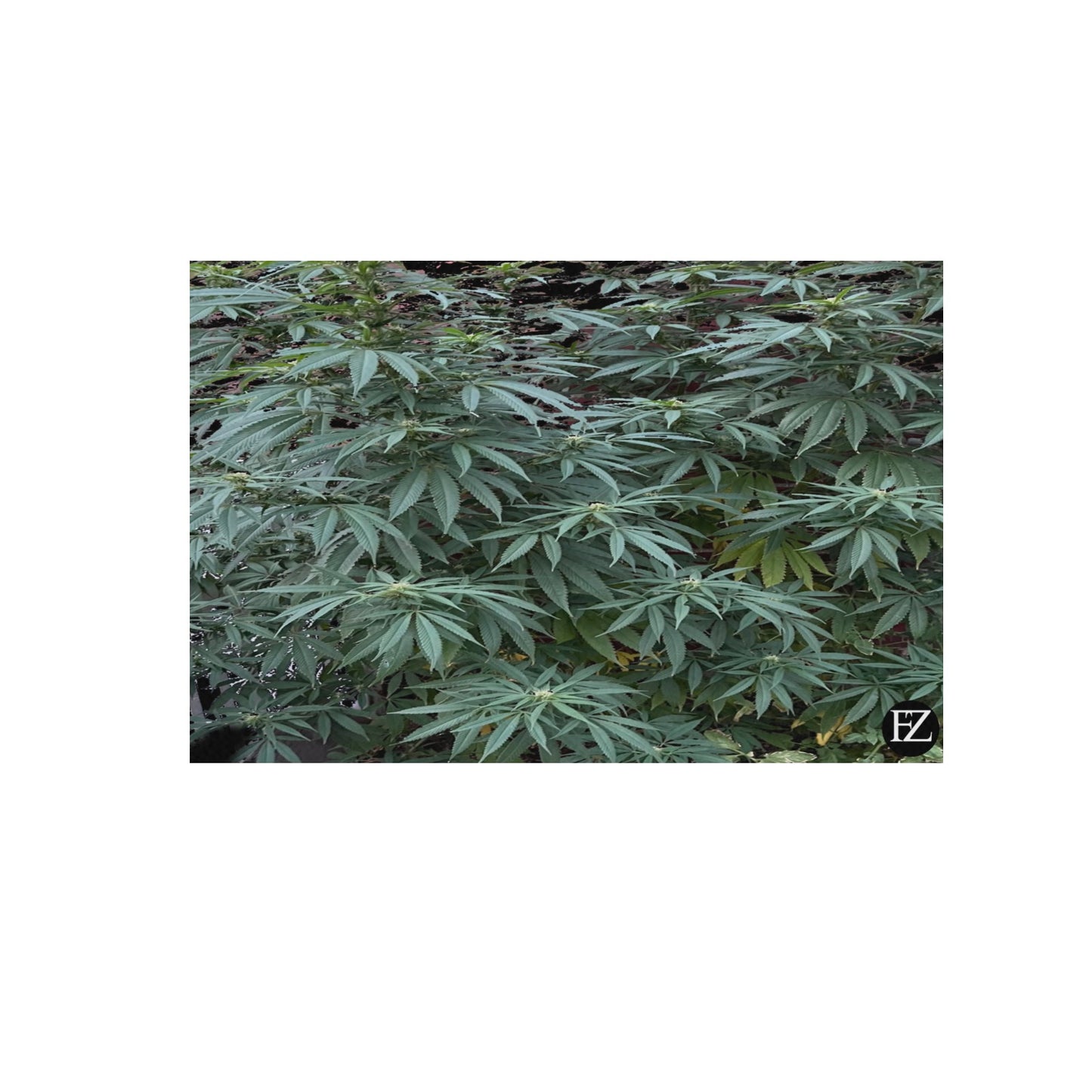 fz weed portrait upgraded frame canvas print 48"x32"(made in queen)