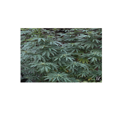 fz weed portrait upgraded frame canvas print 48"x32"(made in queen)