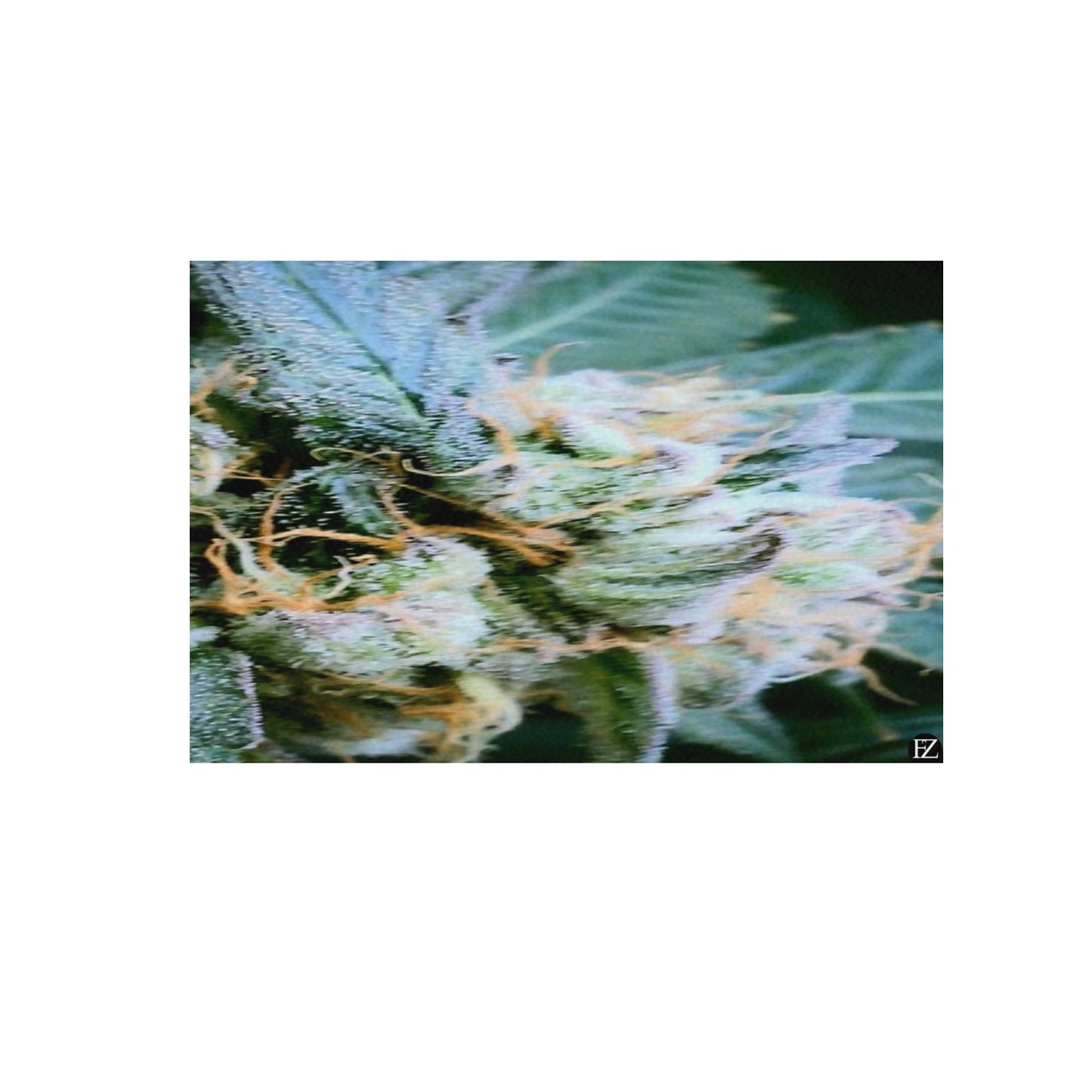 fz weed one portrait upgraded frame canvas print 48"x32"(made in queen)